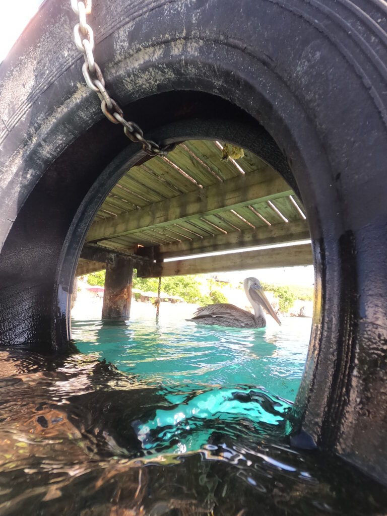 Snorkelen met schildpadden doe je bij playa piskado