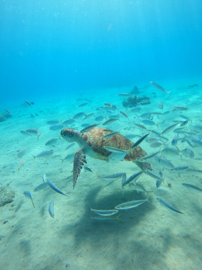 Snorkelen met schildpadden doe je bij playa piskado