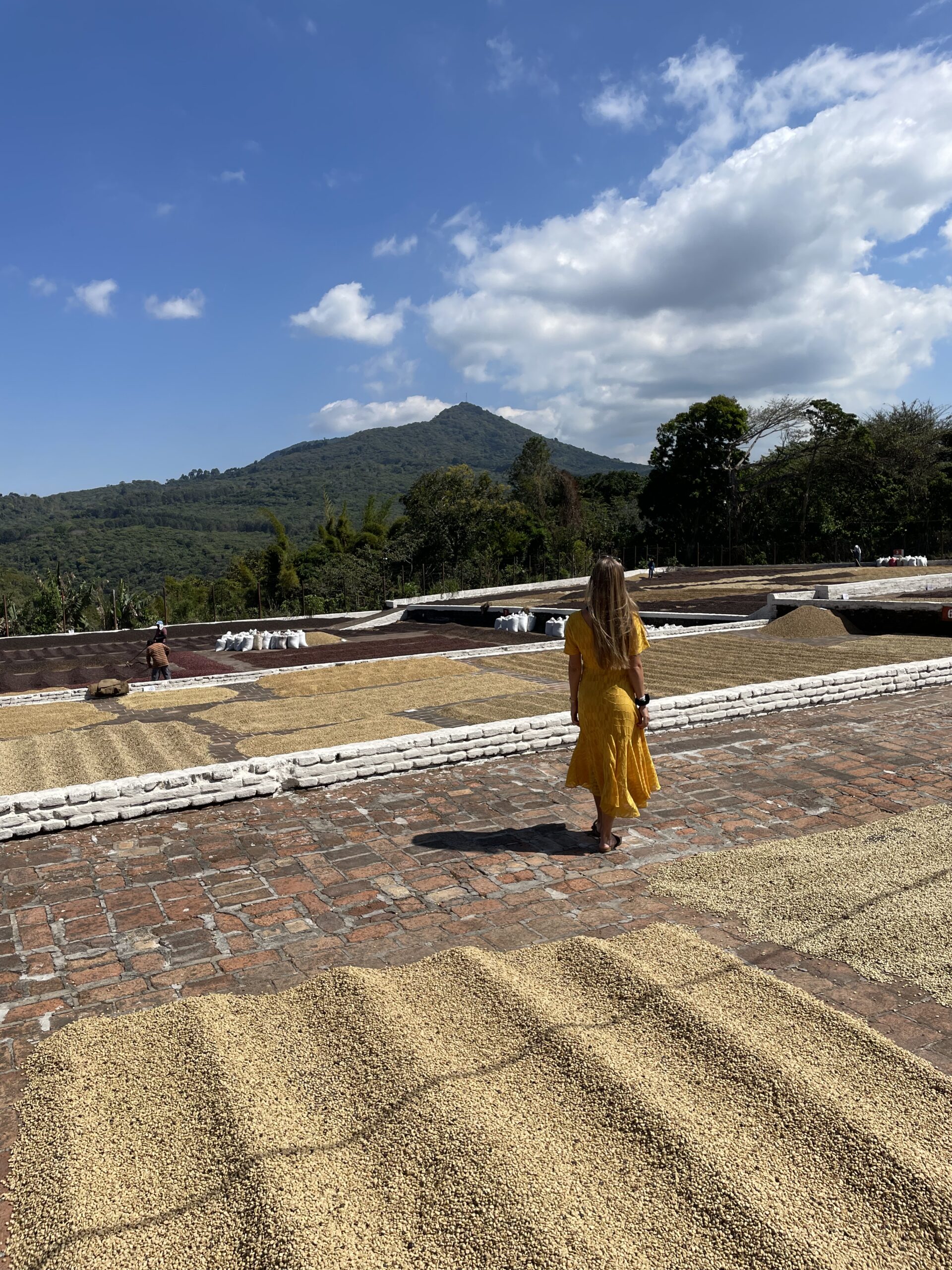 koffietour koffieplantage El Salvador 
