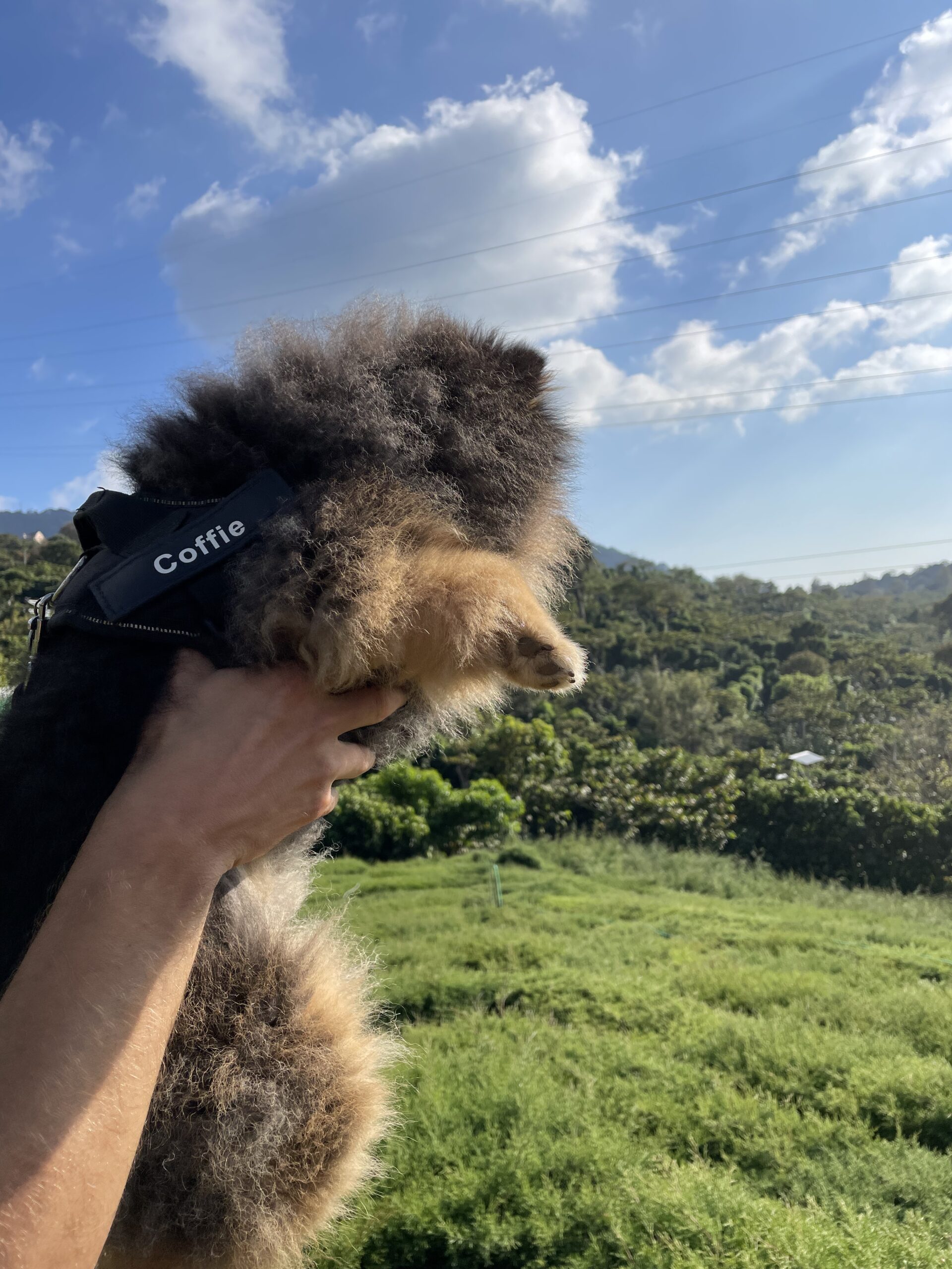 doolhof ruta de las flores