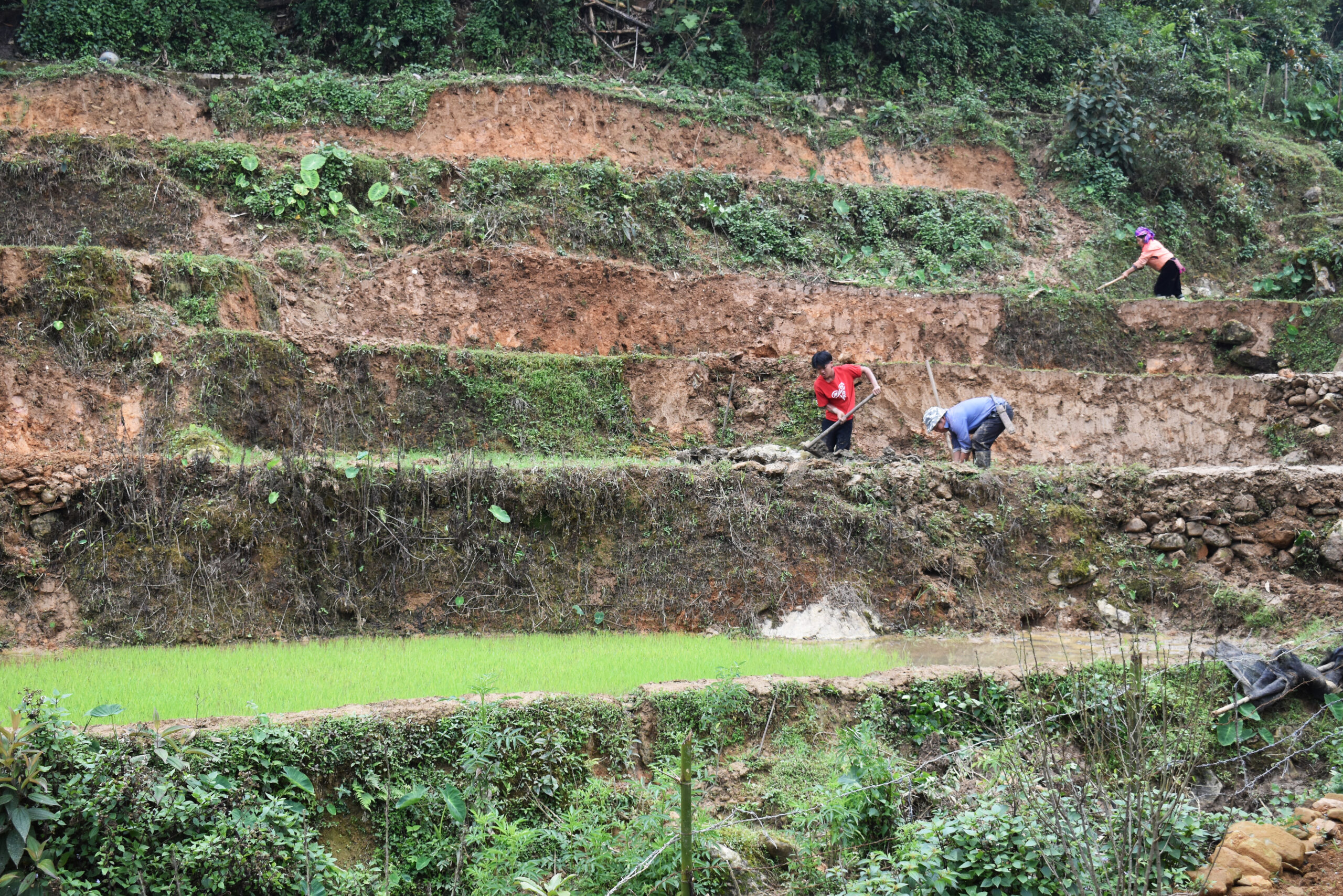 8 km hike in Sapa uitzicht op mensen die werken in de landbouw